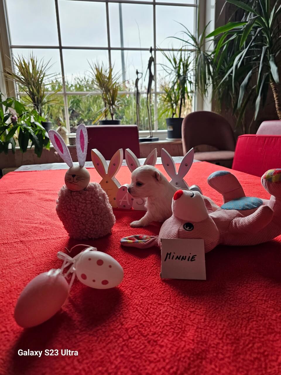 20250410_095840 groot