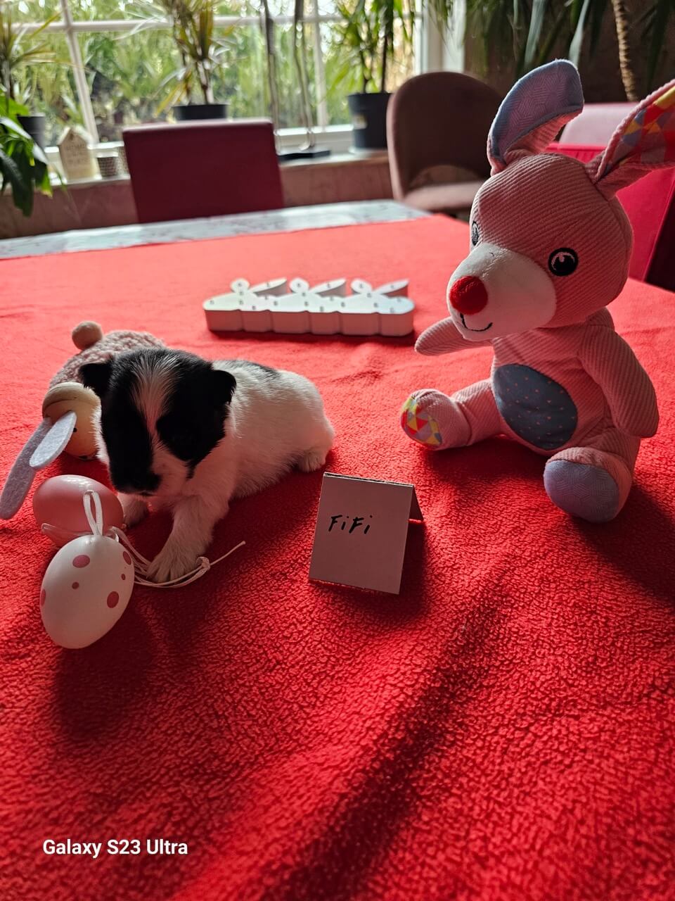 20250410_100218 groot