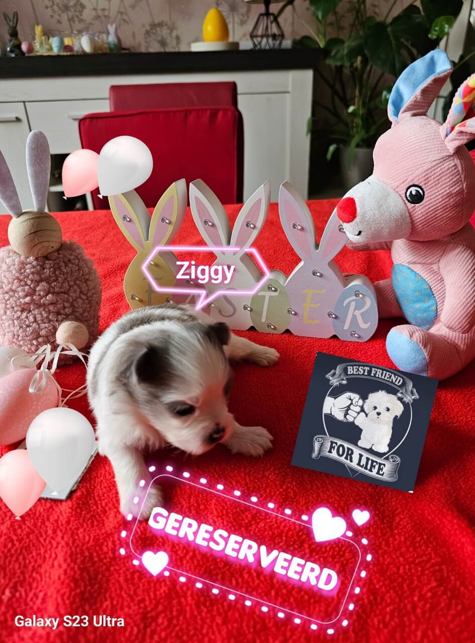 GridArt_20250413_111549530 groot