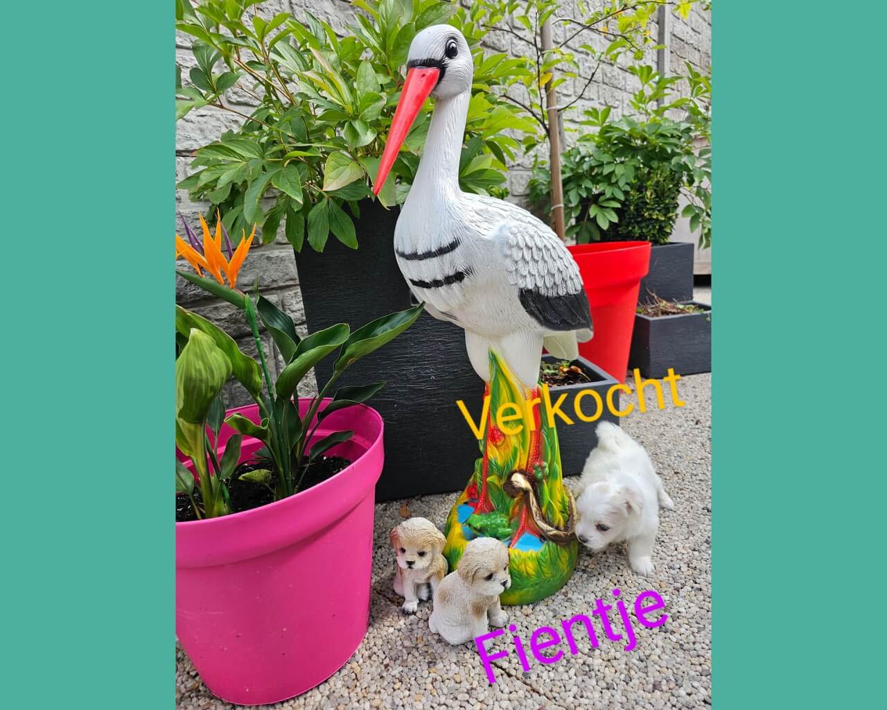 Fientje_verkocht groot (1)