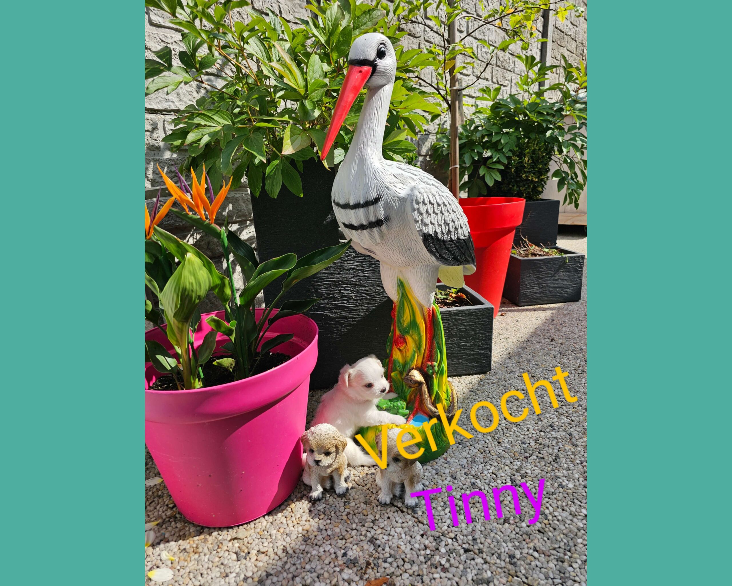 Tinny_verkocht (1)
