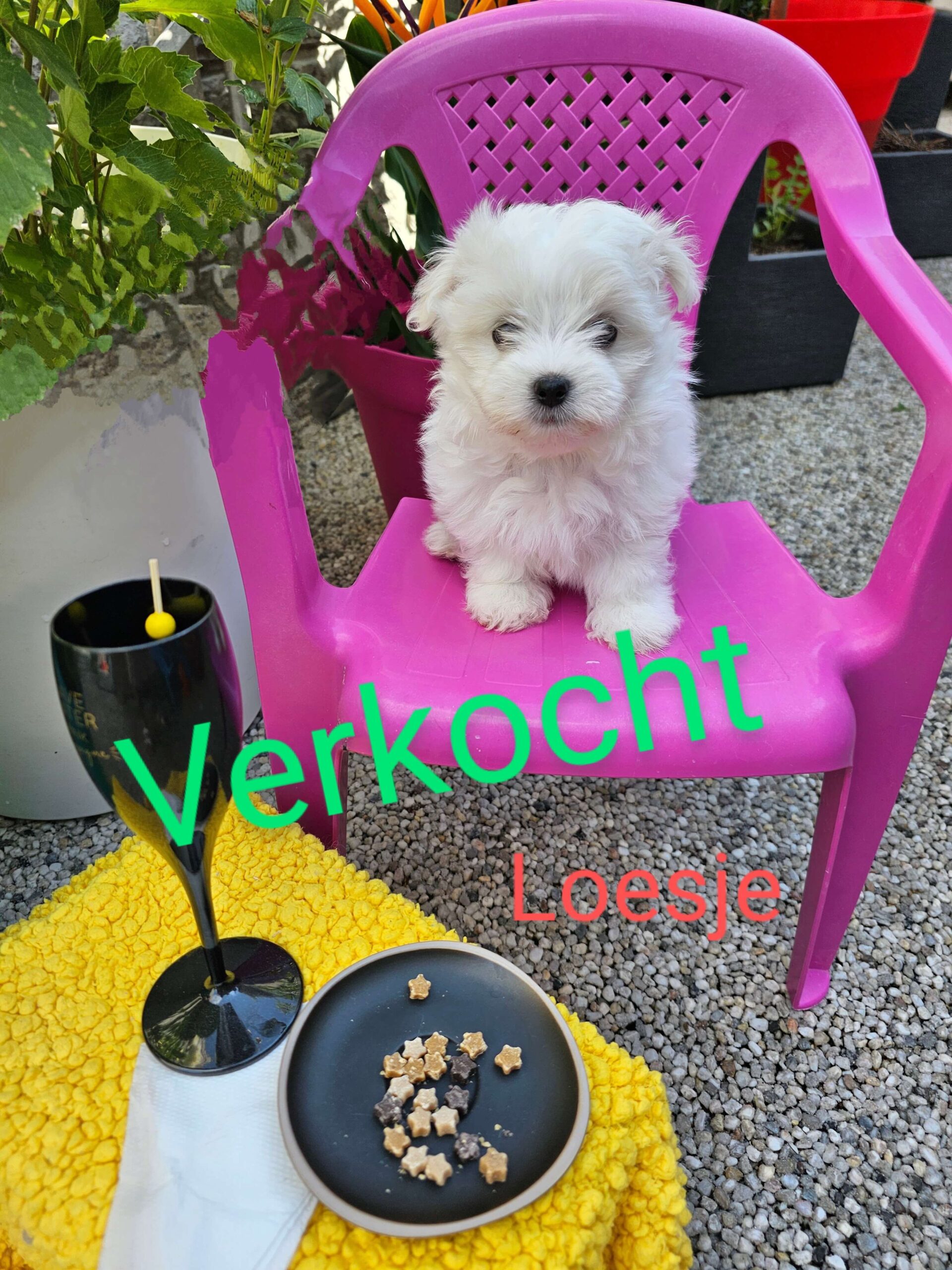 20250810_165556~4 (1) (1)